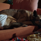 Image for article titled Angie Tribeca gains an edge, doesn’t lose the funny